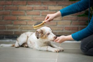 pet-grooming-routine