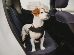 buckle-up-your-pet-in-vehicles
