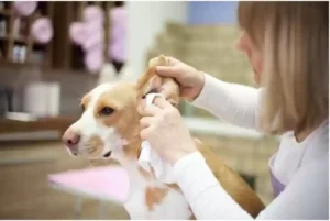 dog-ear-cleaning-service at-home 