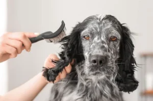 your-dog-has-dirty- matted-or-dull-fur