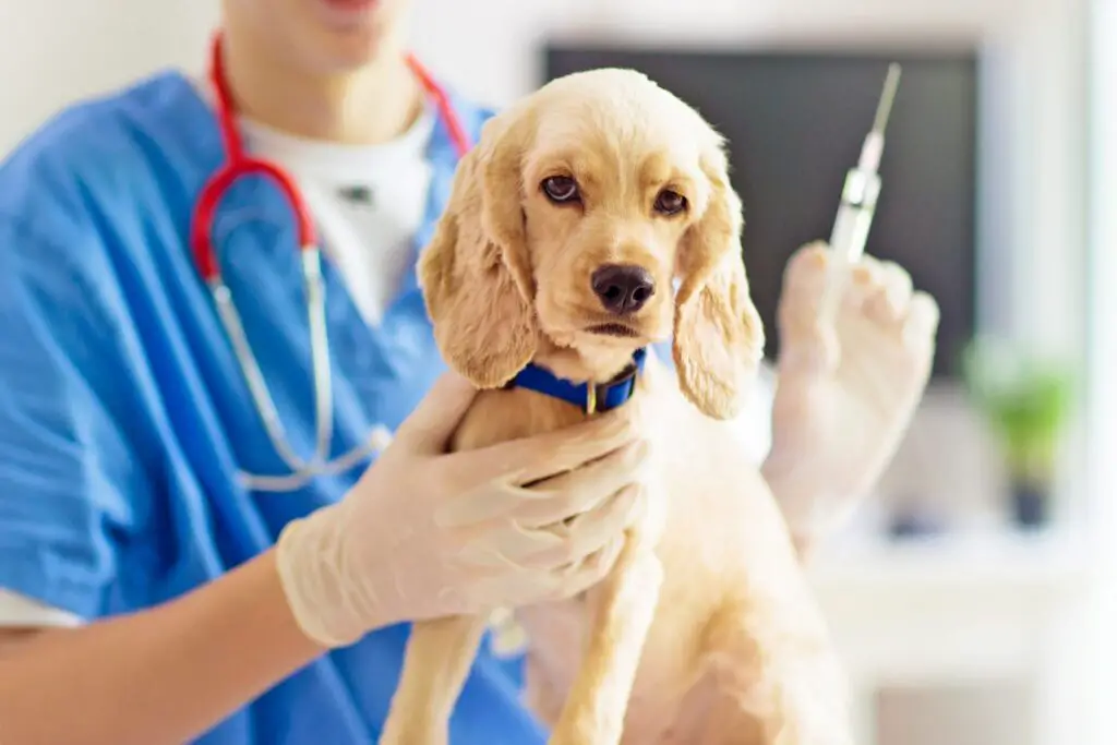 dog-vaccination