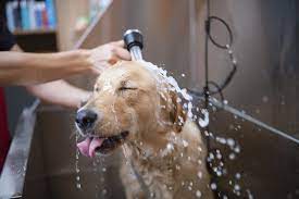 pet-cleaning-and- grooming 