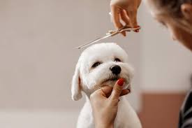 fresh-cut-for-dog-grooming