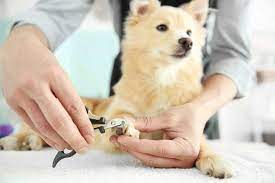 nail-trimming-for-dog-grooming