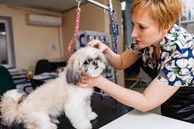 remove-parasite-for-dog-grooming