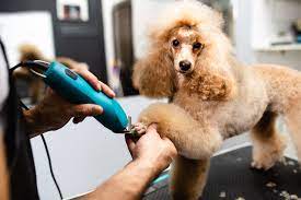 how-often-should dogs-be-groomed-by a-professional