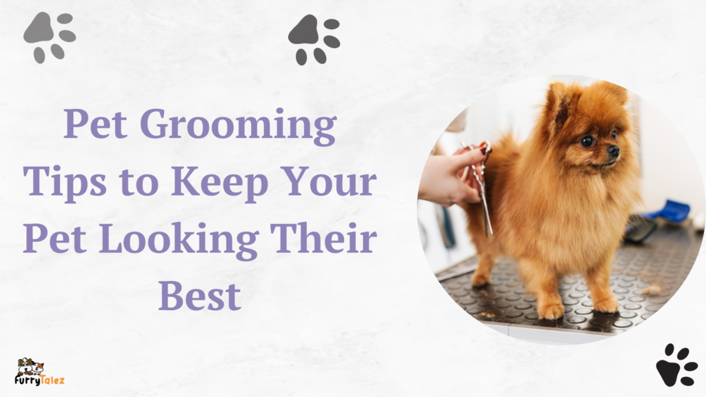 pet-grooming-tips-to Keep-your-pet- looking-their-best