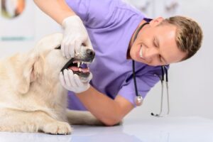 dog-veterinarian-checkups