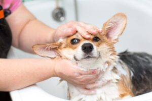 how-can-grooming be-made-more- comfortable-for- dogs