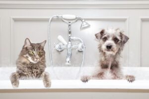 dog-and-cat-bathtub-together