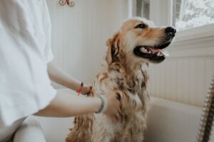 Cleanliness-for-dog-grooming