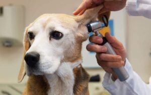 vet-examining-beagle-ear