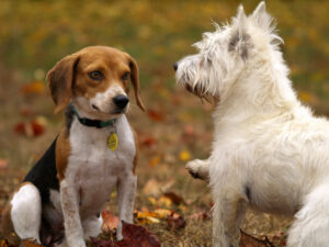socialization-for-dog-grooming
