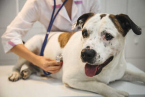 pet-heart-disease-and- respiratory-problems