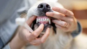 pet-tooth-loss