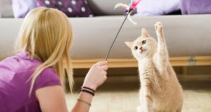 play-with-your-cat-and-for-how-long