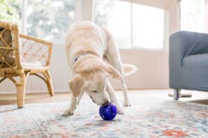 new-toys-and-games-pet