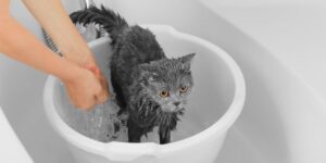 bathing-cat-compressed