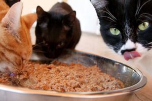cats-eating-bowl-food