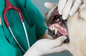 pet-red-swollen-or- bleeding-gums