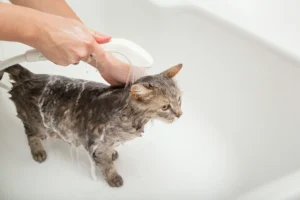 cat-bathing-techniques
