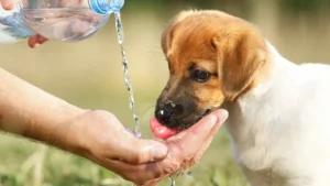 ensure-Adequate- hydration-in-pet