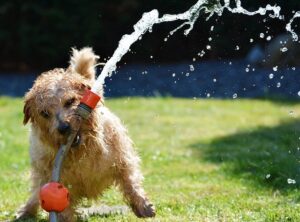 water-play-for-dogs