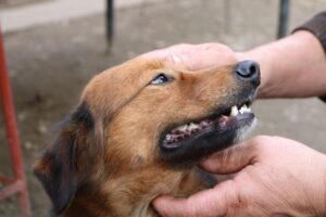 pet-broken-or-loose- teeth