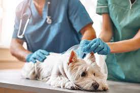 spaying-and-neutering-for-pet