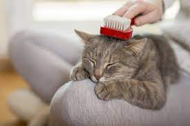 cat-brushing-and-combing