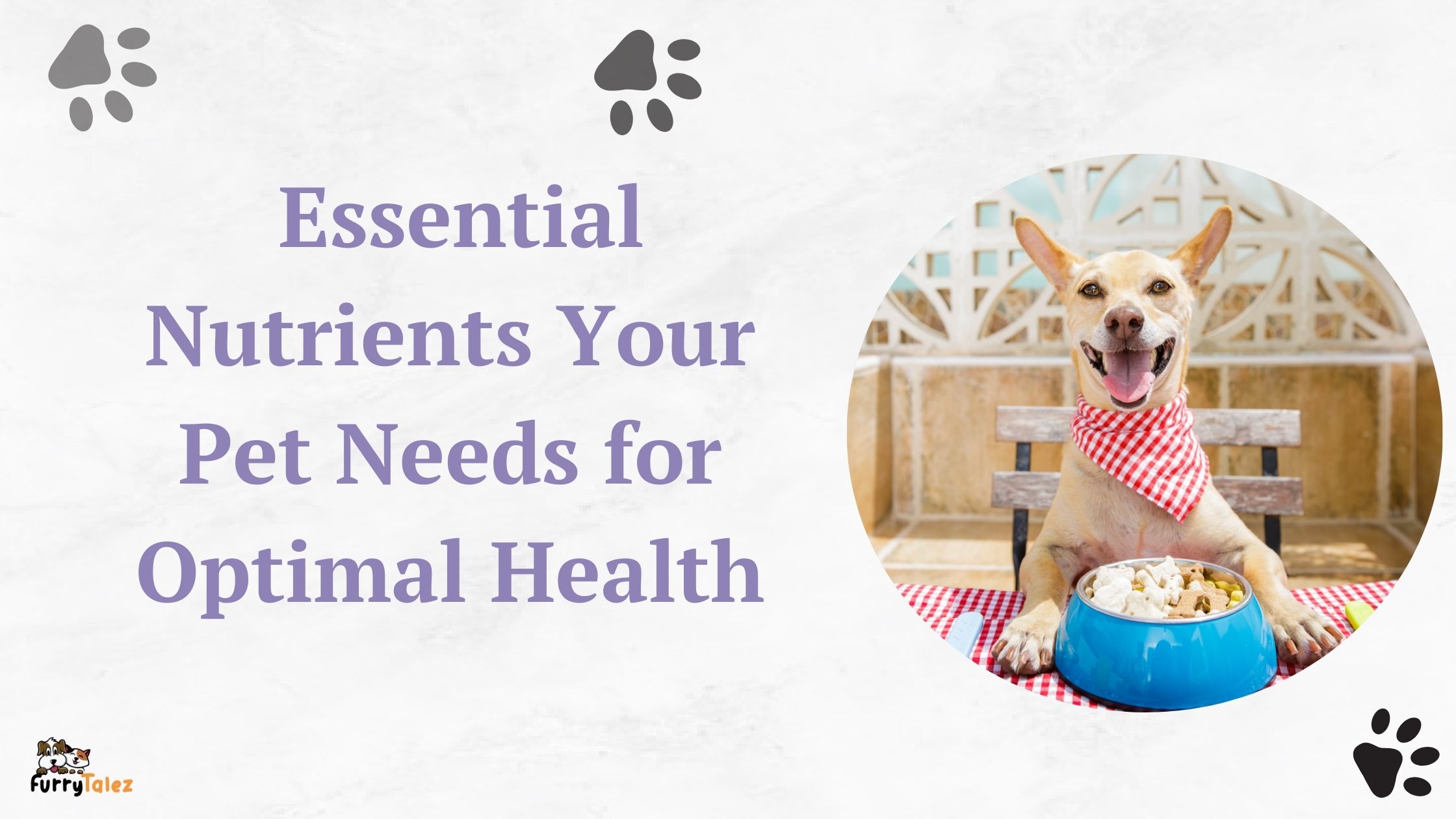 essential-nutrients-your-pet-needs-for-optimal-health