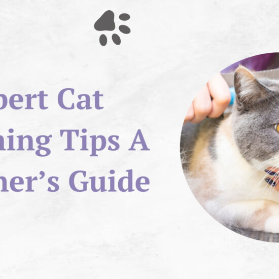 expert-cat-grooming-tips-a-beginner-guide