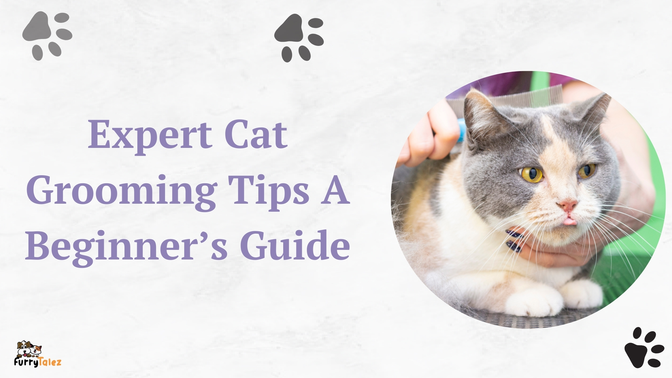 expert-cat-grooming-tips-a-beginner-guide