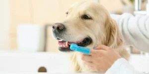 brush-your-pet's-teeth- regularly 
