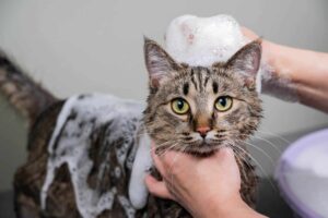 grey-cat-bath-shampoo-bubbles-scaled