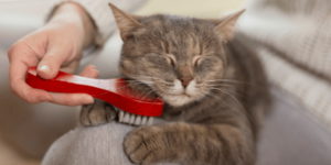 how-to-brush-your-cat