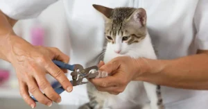 how-to-trim-cats-nails