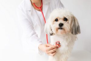 pet-health