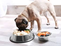 dog-balanced-diet