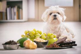avoid-harmful-foods-for-pets