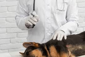 routine-vaccinations-for your-pet