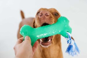 dental-chews,-treats,- and-toys-pet