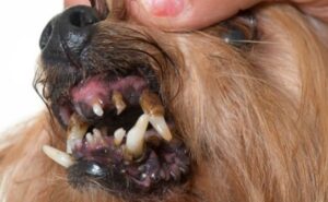 pet-tooth-decay-and -infection