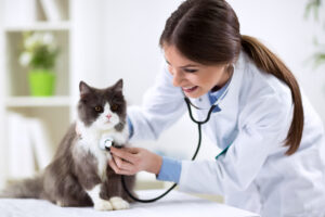 pet-cardiovascular-health