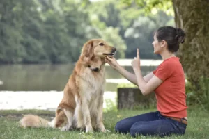 pet-practice-obedience- commands