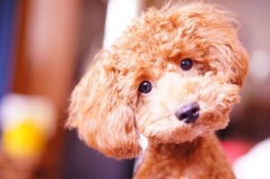 small-dog-breeds-miniature-poodle-1608225640