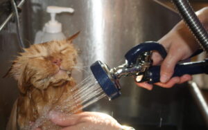 cat-shampoo-for-pets