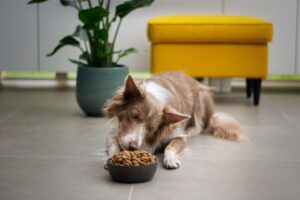 prescribed-diets-for-pets