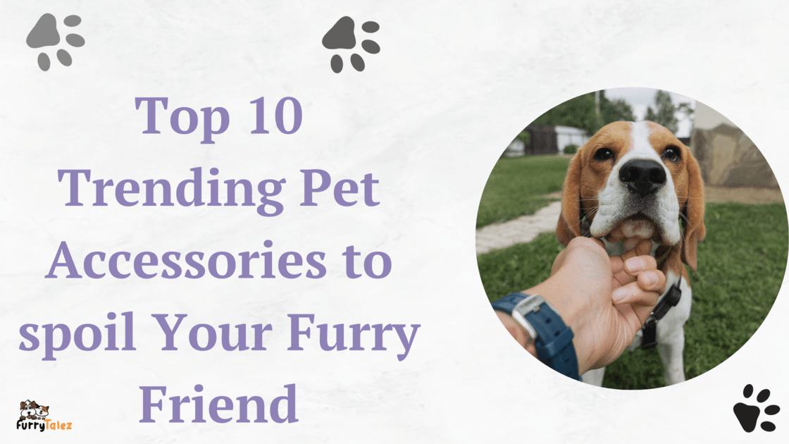 top-10-trending-pet- accessories-to-spoil- your-furry-friend