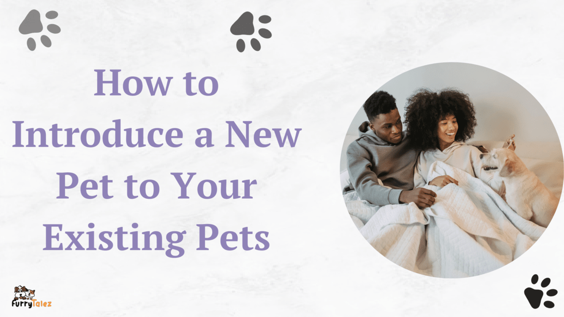 how-to-introduce-a- new-pet-to-your-existing-pets